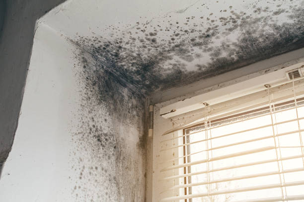 Affordable Hvac And Air Duct Mold Remediation solutions in Barclay, NJ